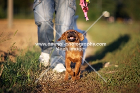 Puppy running towards camera and owner in the background