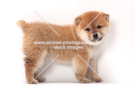 Shiba Inu puppy on white background