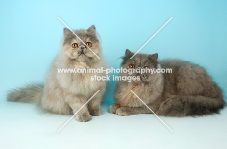 blue cream persian cats