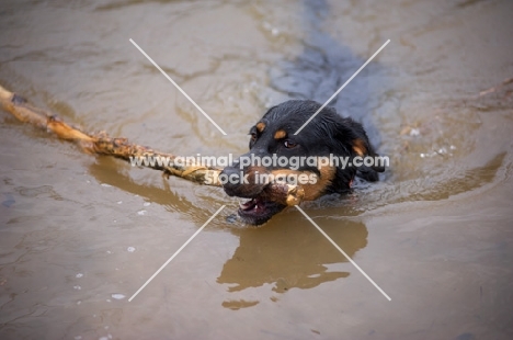 black and tan mongrel dog swimming and retrieving a stick