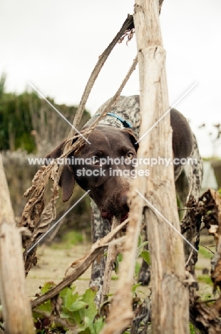 German Shorthaired Pointer, smelling branches