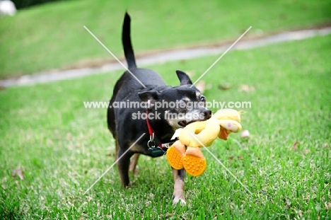 short-haired chihuahua running with toy in mouth