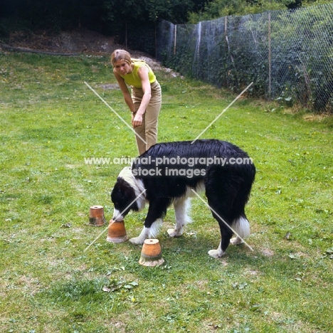 woman doing a scent test with her border collie