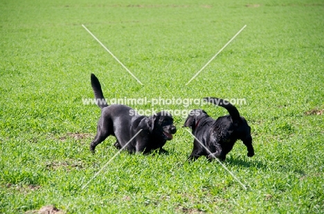 black Labrador Retrievers playing