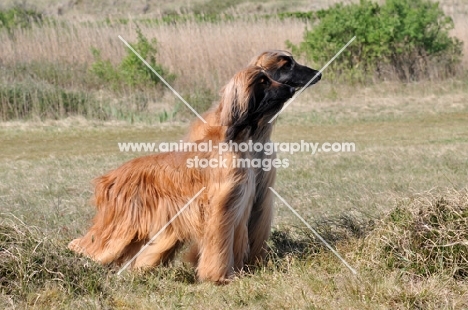 two Afghan hounds