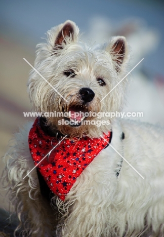 West Highland White Terrier wearing scarf