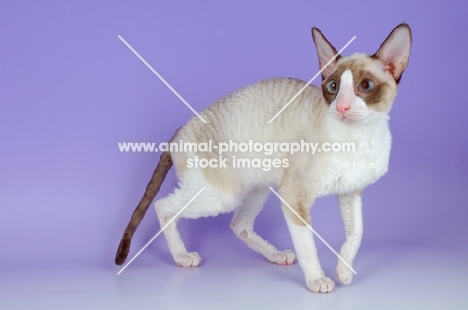 si-rex coloured cornish rex cat