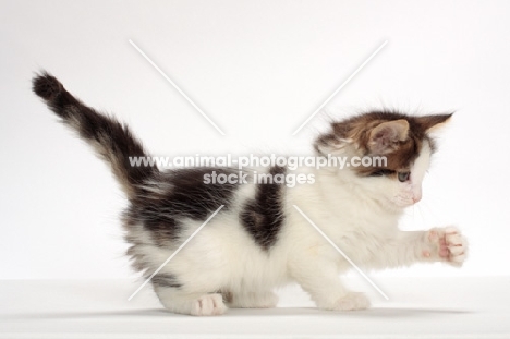 Brown Tabby & White Norwegian Forest kitten, side view