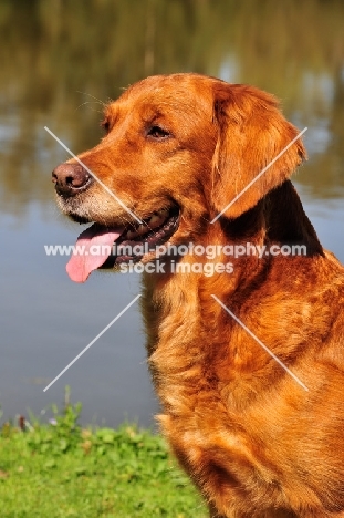 Golden Retriever portrait