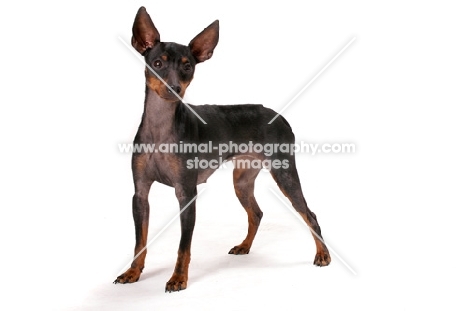 English Toy Terrier on white background