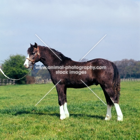 welsh mountain pony side view