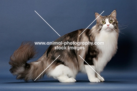 Silver Classic Tabby & White Maine Coon, side view