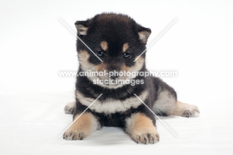 Shiba Inu puppy, black and tan colour, lying down