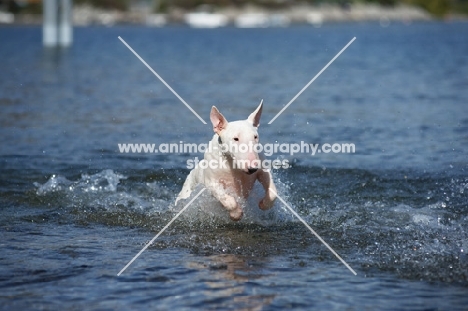 white bull terrier jumping in water