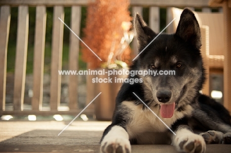 Husky Crossbreed on terrace