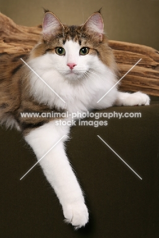 Norwegian Forest Cat near driftwood