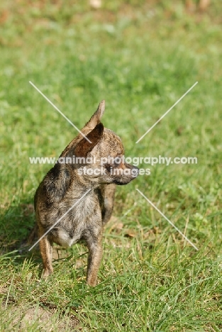 Smooth Chihuahua on grass