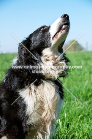 Border Collie looking up