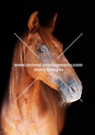 One chestnut horse on black background