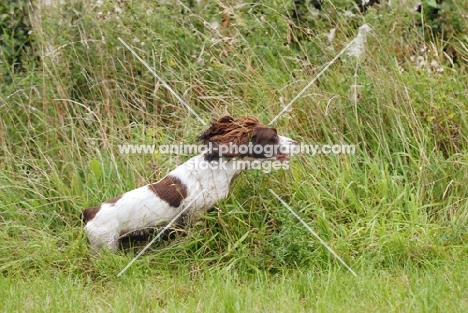 English springer spaniel, working type