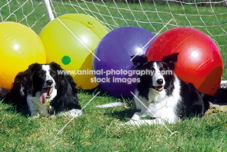 two border collies with balls