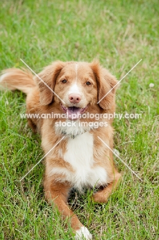 Nova Scotia Duck Tolling Retriever on grass