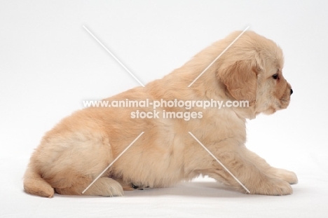 Golden Retriever puppy