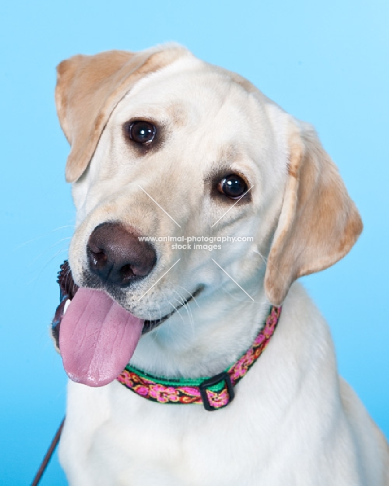 labrador on blue background