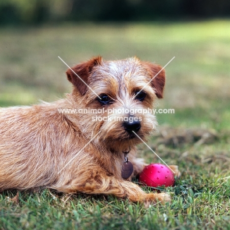 norfolk terrier with a ball