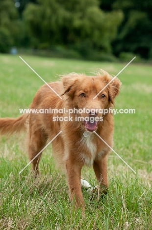 Nova Scotia Duck Tolling Retriever 