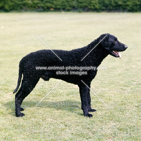 curly coat retriever posing on grass