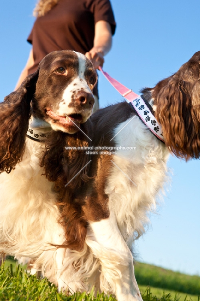 English Springer Spaniel walking on lead