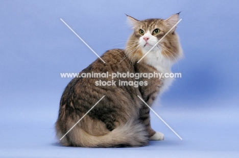 Brown Mackerel Tabby & White Norwegian Forest cat