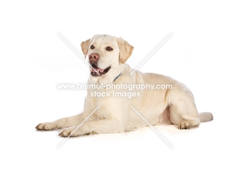 labrador retriever lying down