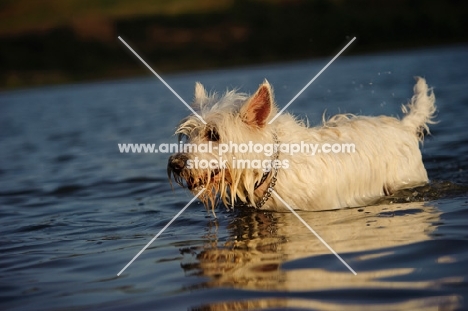 West Highland White Terrier in water