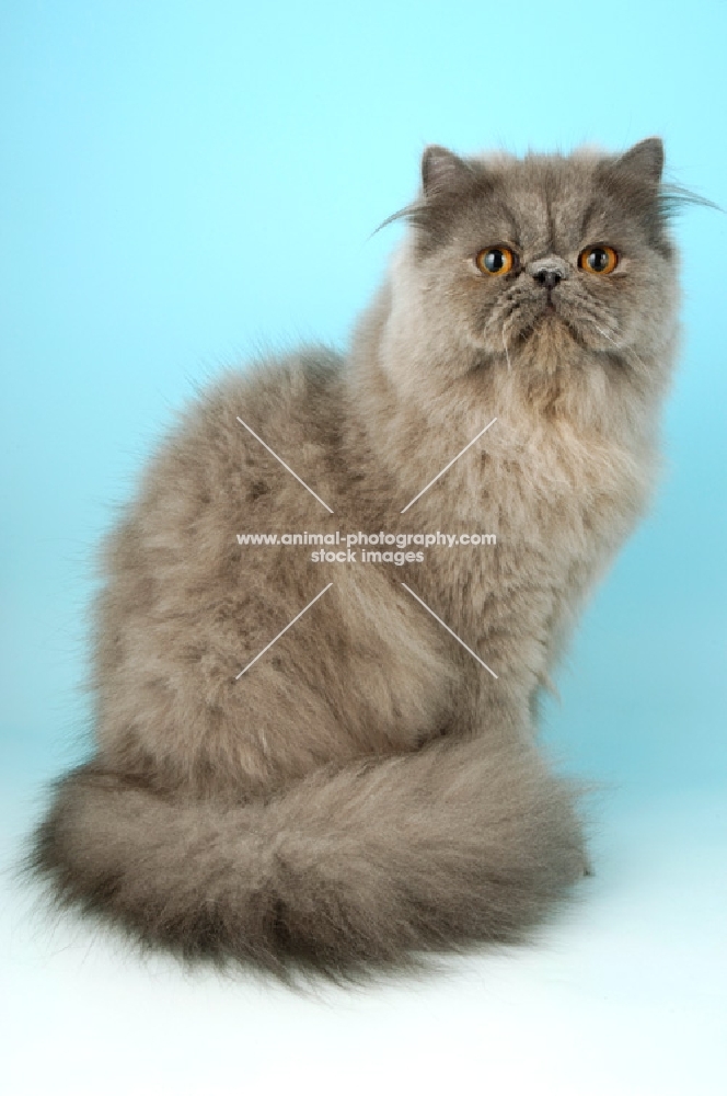 blue persian cat sitting down