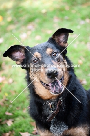 shepherd mix with spotted tongue