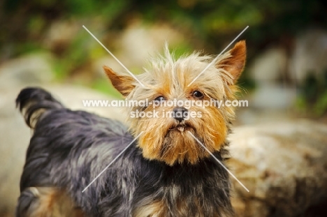 Yorkshire Terrier looking at camera