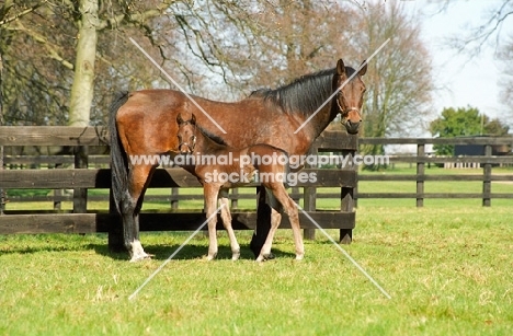 two thoroughbreds in green field