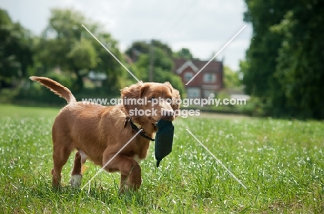 Nova Scotia Duck Tolling Retriever retrieving, walking in field