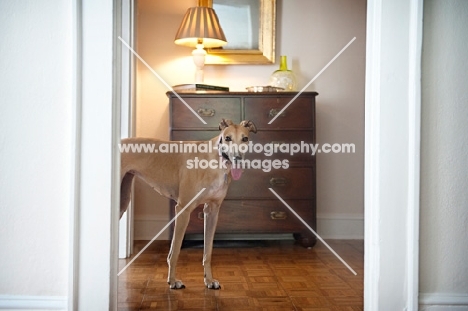 greyhound standing in doorway