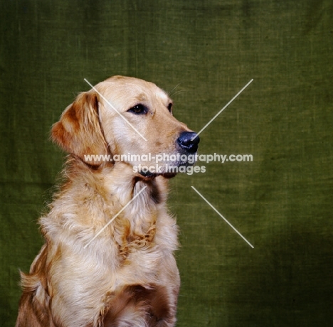 golden retriever head study