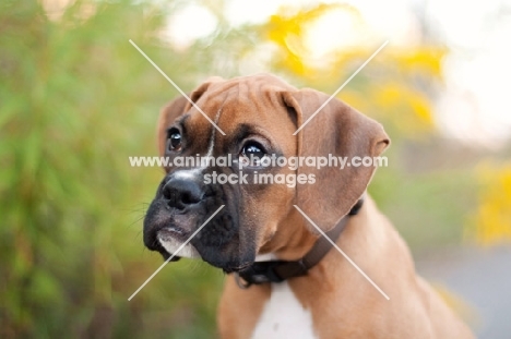 Boxer puppy