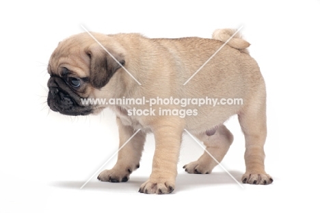 cute Pug puppy on white background