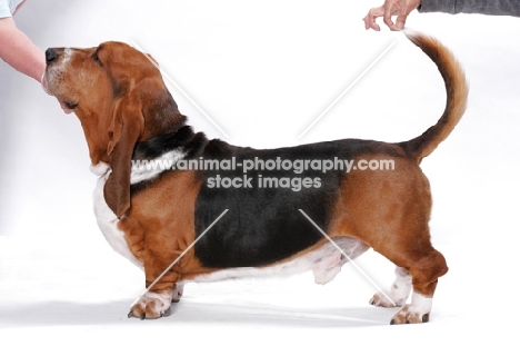 Posing a Champion Basset Hound