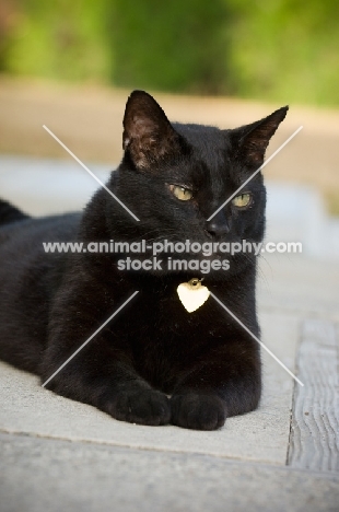 black cat wearing heart shape name tag