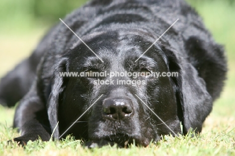 shiny black Labrador, resting