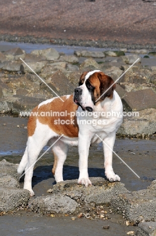 Saint Bernard on rocks