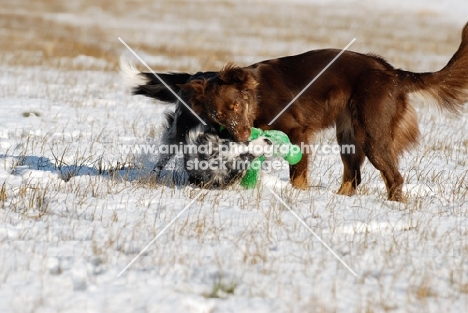 Australian Shepherds play fighting in snow