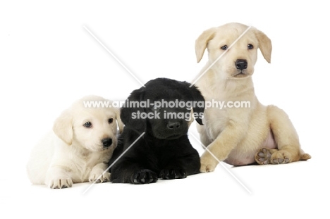 Golden and Black Labrador Puppies isolated on a white background